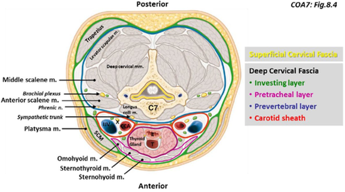 <p>What does the Pretracheal fascia of the deep fascia surround?</p>