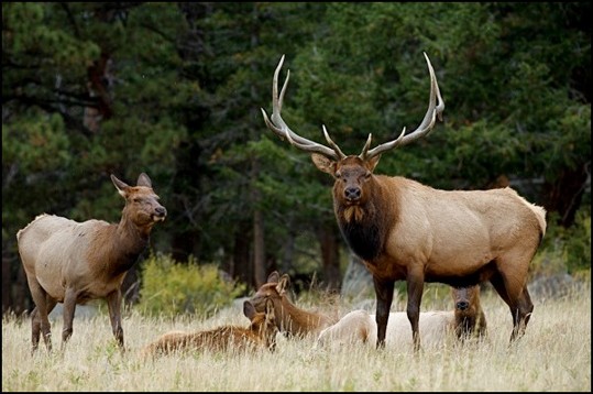 <p>Elk</p>