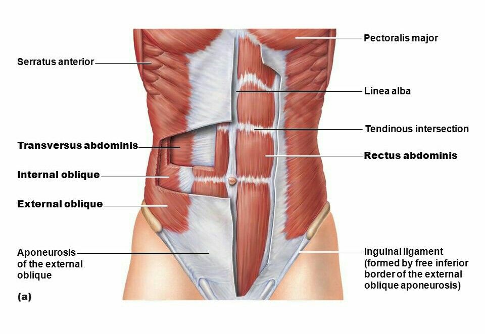 - Muscles attach to bone via tendons.
- Tendons are extensions of the epimysium.
- The tendon is continuous with the periosteum of the bone.
- The periosteum inserts into the CaCO3 of the bone via Sharpey's fibers.
- When a tendon forms a broadsheet it is called an aponeurosis.
       - a thin sheath of connective tissue that helps connect your muscles to your bones