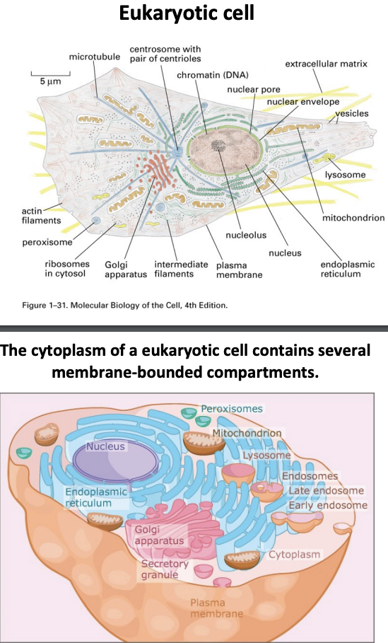 <p>-plasma membrane</p><p>-internal membranes and organelles (spherical vesicles, sheets and tubules perform special functions)</p><p>-cytoskeleton</p><p>-nucleus</p><p>-mitochondria</p><p>-extracellular matrix</p><p>-has internal membrane bound organelles</p>