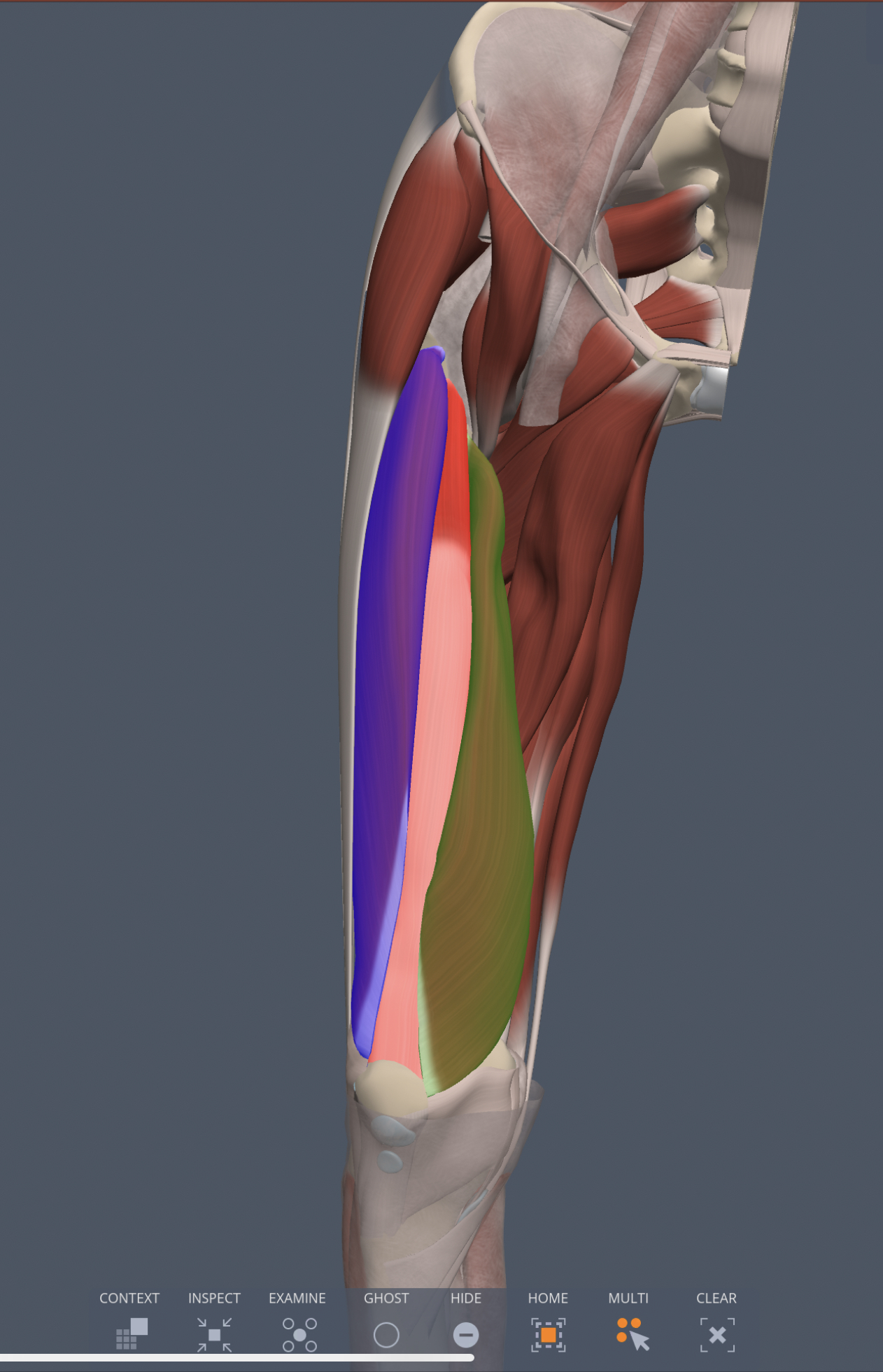 vastus lateralis (anterior thigh) innervation
