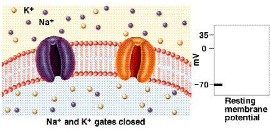 <p>– Movement of <strong>positive </strong>ion inside = <strong>depolarization </strong></p><p>– Movement of <strong>positive </strong>ion outside = <strong>hyperpolarization </strong></p><p>– <strong>Opposite for negative ions</strong></p>