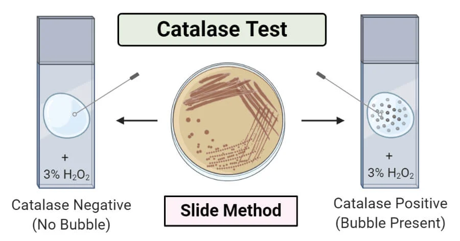 <ul><li><p>Tests for the presence of <strong><u>catalase</u>,</strong> an enzyme present in cytochrome-containing aerobic and facultative anaerobes</p></li><li><p>Using oxygen as an ultimate electron acceptor will result in toxic oxygen reactive species that need to be neutralized</p></li></ul><p></p>