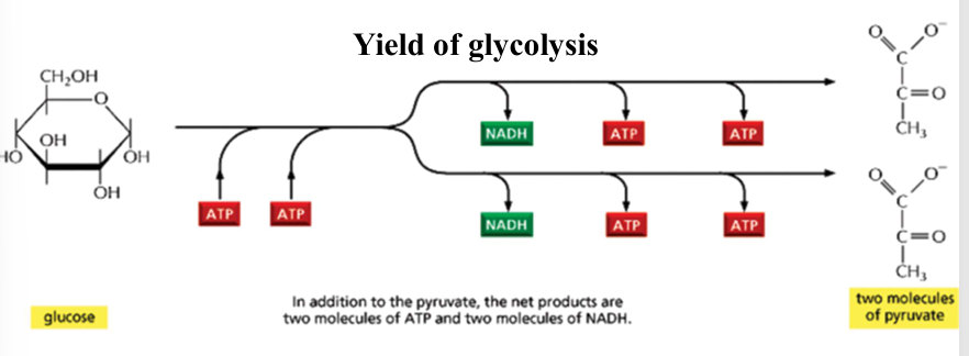 <p>pyruvate and NADH go to the mitochondria </p><p>pyruvate reacts with the coenzyme A, converted too acetyl coenzyme A, centers the<strong> citric acid cycle</strong></p><p>NADH powers the oxidative phosphorylation reactions (<em>electron transport chain</em>)</p>