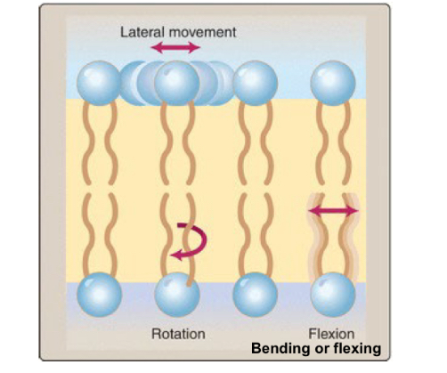 <p>more fluid</p>