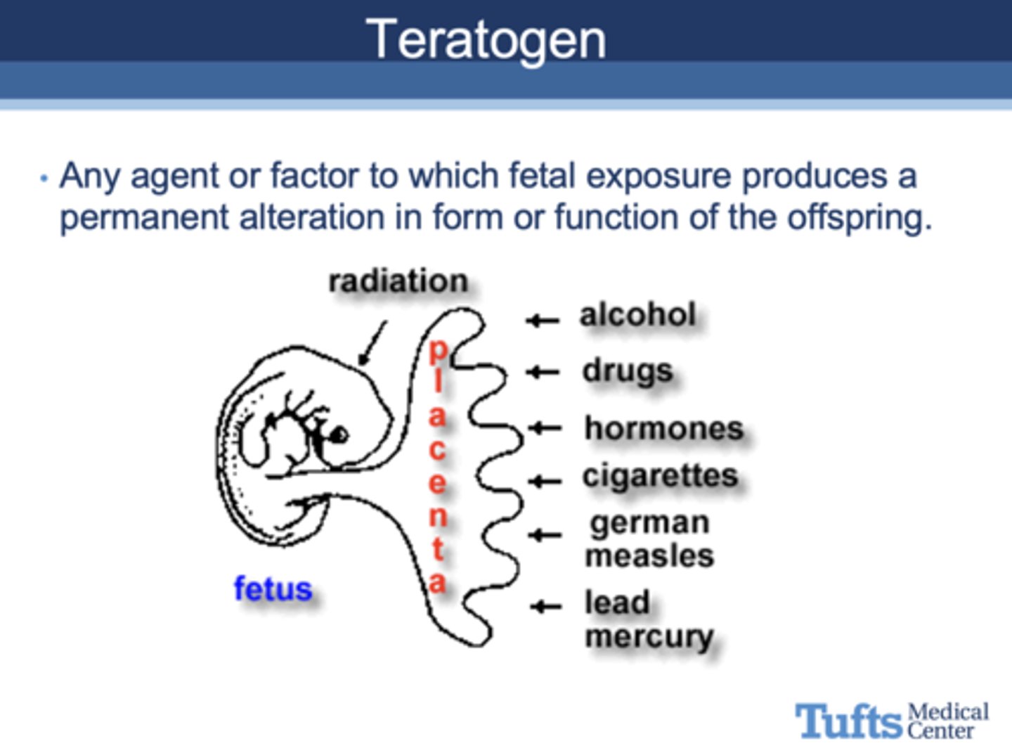 <p>teratogens</p>