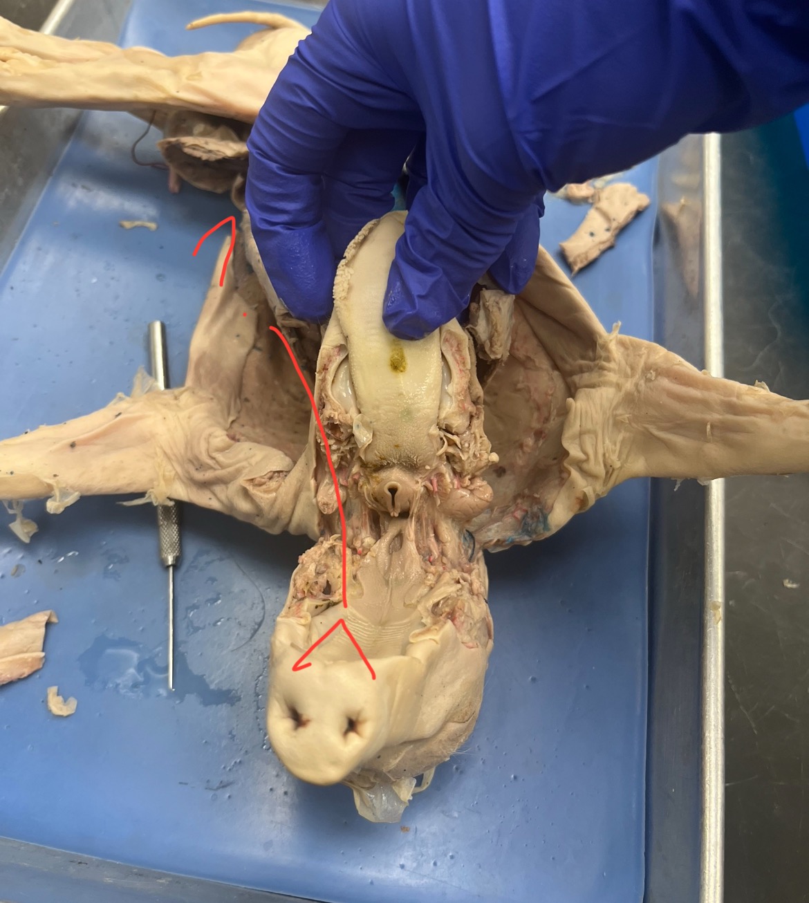 <p>External openings of the nose that admit air to the nasal passages.</p>