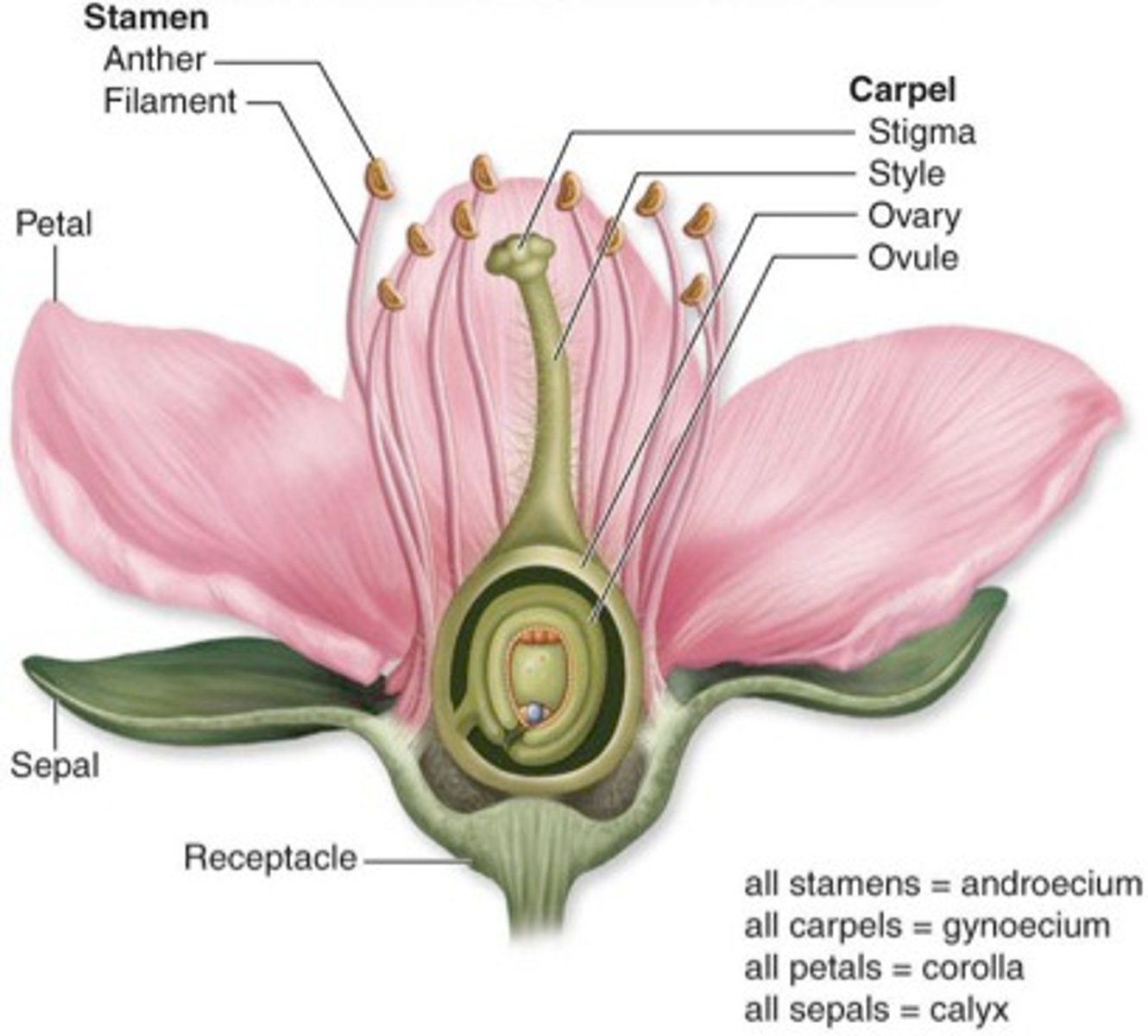 <p>Flowers with brightly-coloured petals are usually insect-pollinated flowers. Insects carry pollen from one flower to another.</p>