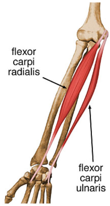 action:

flexion and adduction
