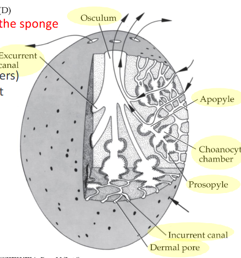 <p>leuconoid</p><ul><li><p>has excurrent canals</p></li><li><p>subdivided choanocyte chamber</p></li><li><p>increased choanocyte chambers</p></li><li><p>smaller choanocyte chambers</p></li></ul><p></p>