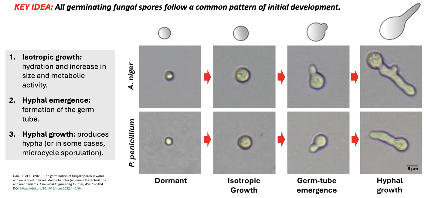 <ol><li><p><strong>Isotropic growth</strong> = hydration, increase in size and metabolic activity</p></li><li><p><strong>Hyphal emergence</strong> = emergence of germ tube</p></li><li><p><strong>Hyphal growth </strong>= produce hyphae, or in some cases, microcycle sporulation</p></li></ol><p></p>