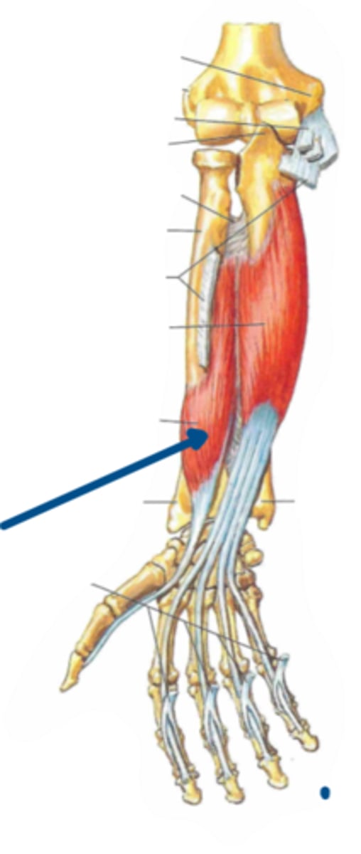 <p>Identify the action of the structure indicated by the arrow</p>