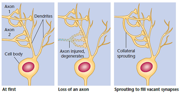<p>New branches formed by other non-damaged axons that attach to vacant receptors.</p><p></p>
