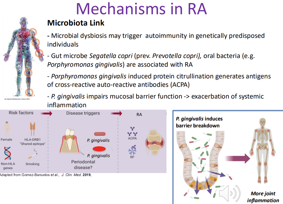 <ul><li><p>Microbial <strong>dysbiosis </strong>may trigger autoimmunity in genetically <strong>predisposed individuals</strong></p></li><li><p><strong>Gut </strong>microbe Segatella copri (prev. Prevotella copri), <strong>oral </strong>bacteria (e.g. Porphyromonas gingivalis) are associated with RA</p></li><li><p>Porphyromonas gingivalis<strong> (perio) induced protein citrullination</strong> generates antigens of cross-reactive auto-reactive antibodies (ACPA) -  unique enzyme in P gingivalis can modify host proteins in a specific manner -<mark data-color="#d2eed5" style="background-color: rgb(210, 238, 213); color: inherit;"> citrillation - generates antigens targeted by CCP antibodies - drives RA&nbsp;</mark></p></li><li><p><strong>P. gingivalis <em>impairs </em>mucosal barrier function -</strong>&gt; exacerbation of systemic inflammation</p></li></ul><p></p>