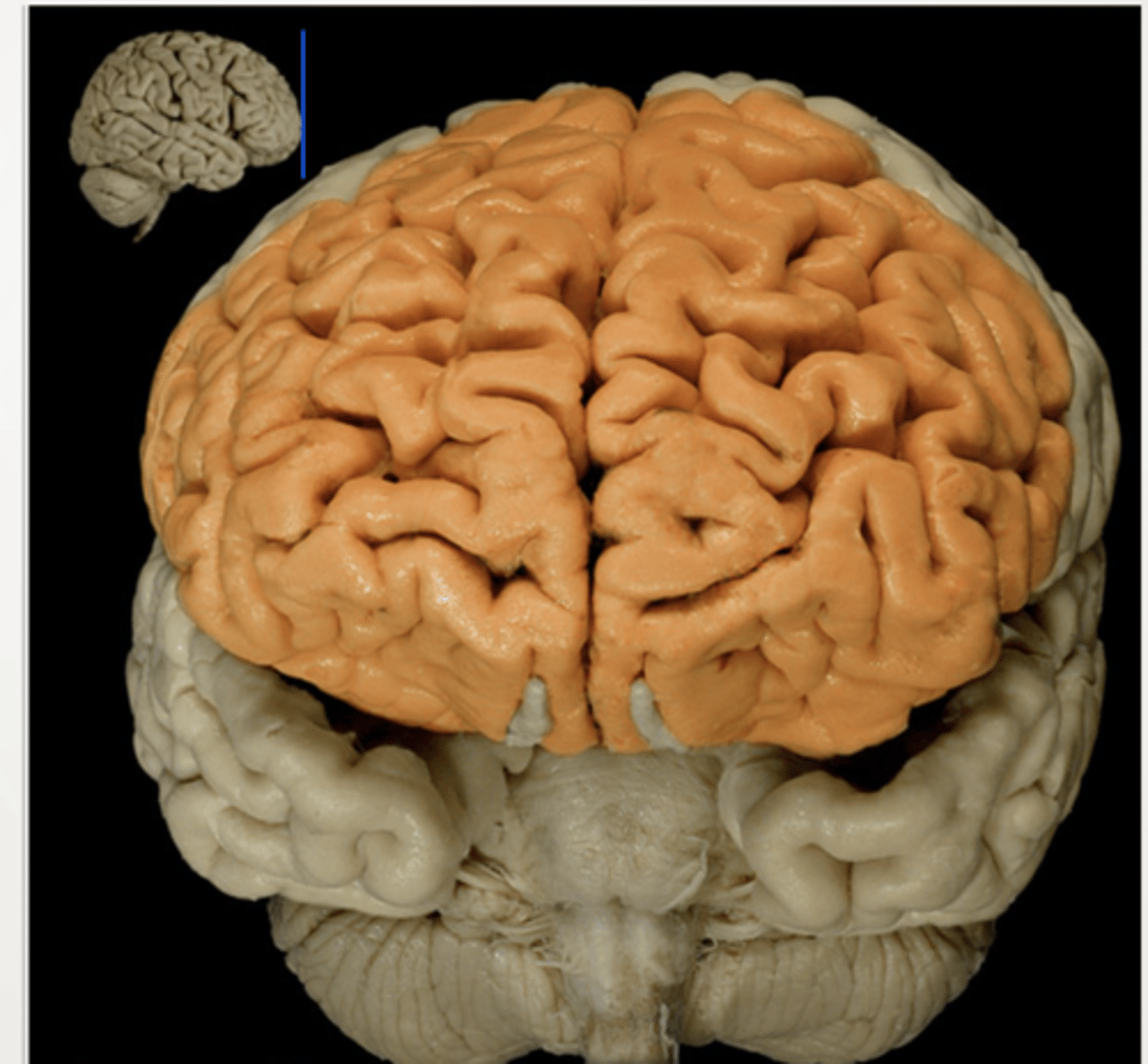 <p>associated with reasoning, planning, parts of speech, movement, emotions, and problem solving</p>