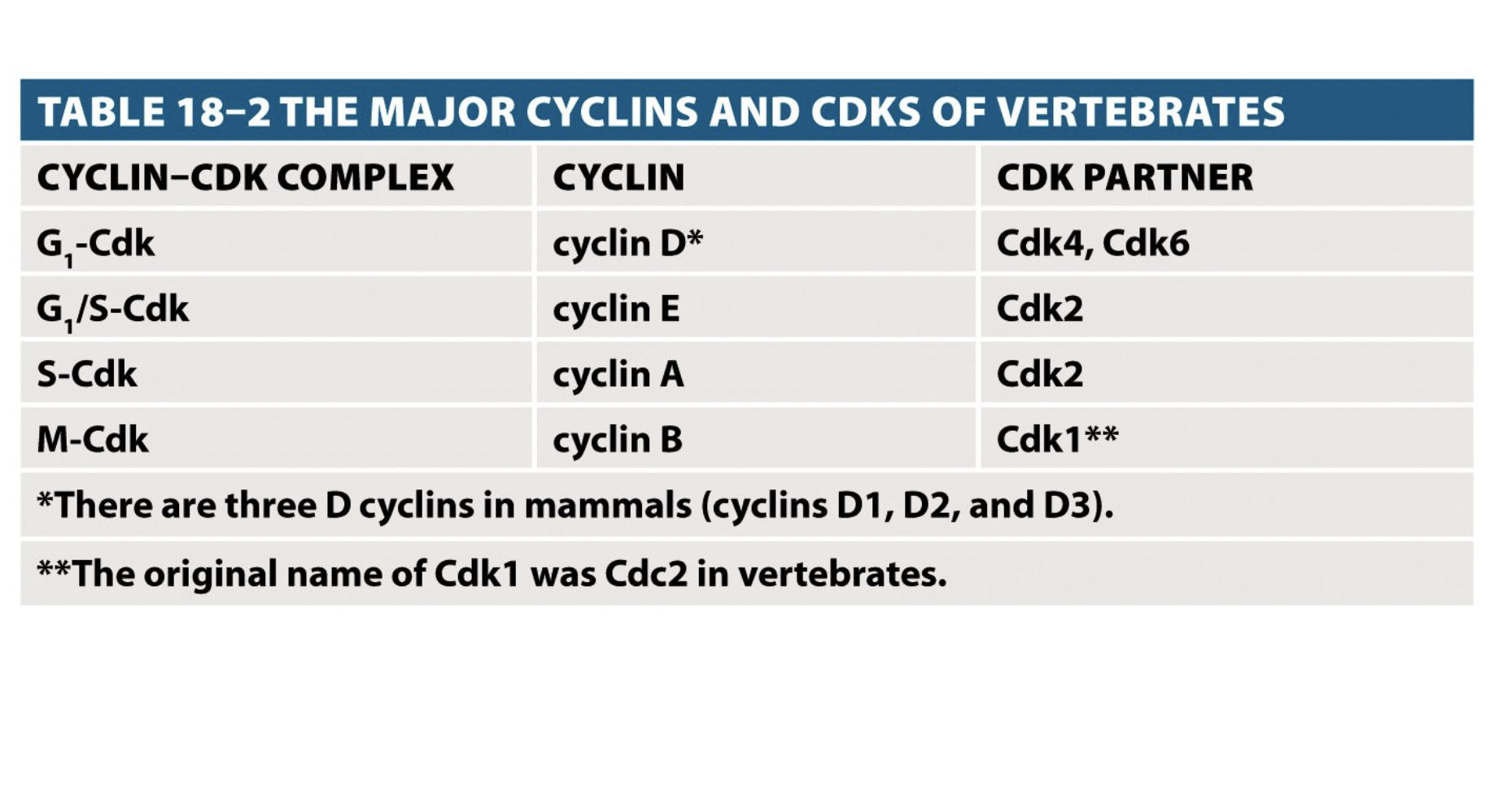 <p>S-Cdk: </p><ul><li><p>Initiate and complete DNA replication.</p></li><li><p>Prevent DNA replication during mitosis.</p></li></ul><p></p><p>M-Cdk: </p><ul><li><p>Induces assembly of the mitotic spindles and insure that&nbsp;the&nbsp; replicated chromosomes attach to the spindles.</p></li></ul><ul><li><p>Chromosomes condensation, microtubules rearrangement,&nbsp; nuclear envelope breakdown and reorganization of the&nbsp;Golgi and ER.&nbsp;</p></li></ul><p></p><p>Cyclin conc rises gradually during interphase and then drops sharply after mitosis</p>