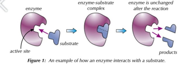 <p>enzymes only work with specific substrates</p>