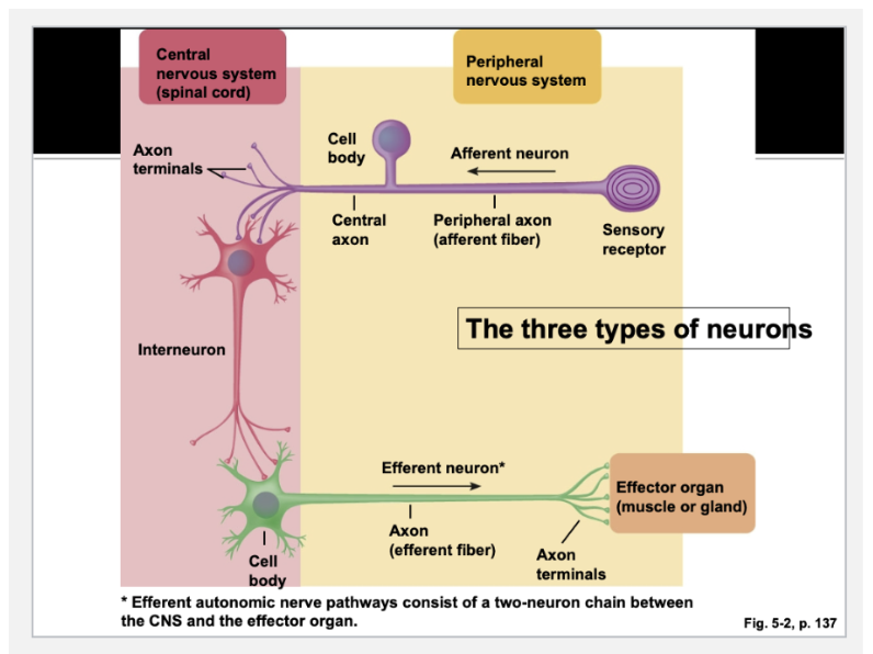 <p>on the dendrites of the efferent neuron </p>