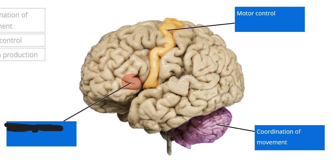 <p>what is the function of this area</p>