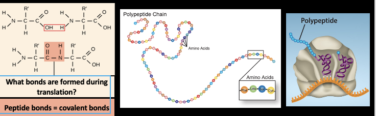 <p>How are polpeptides’s produced ?</p>
