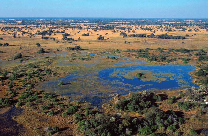 <p>Marsh</p>