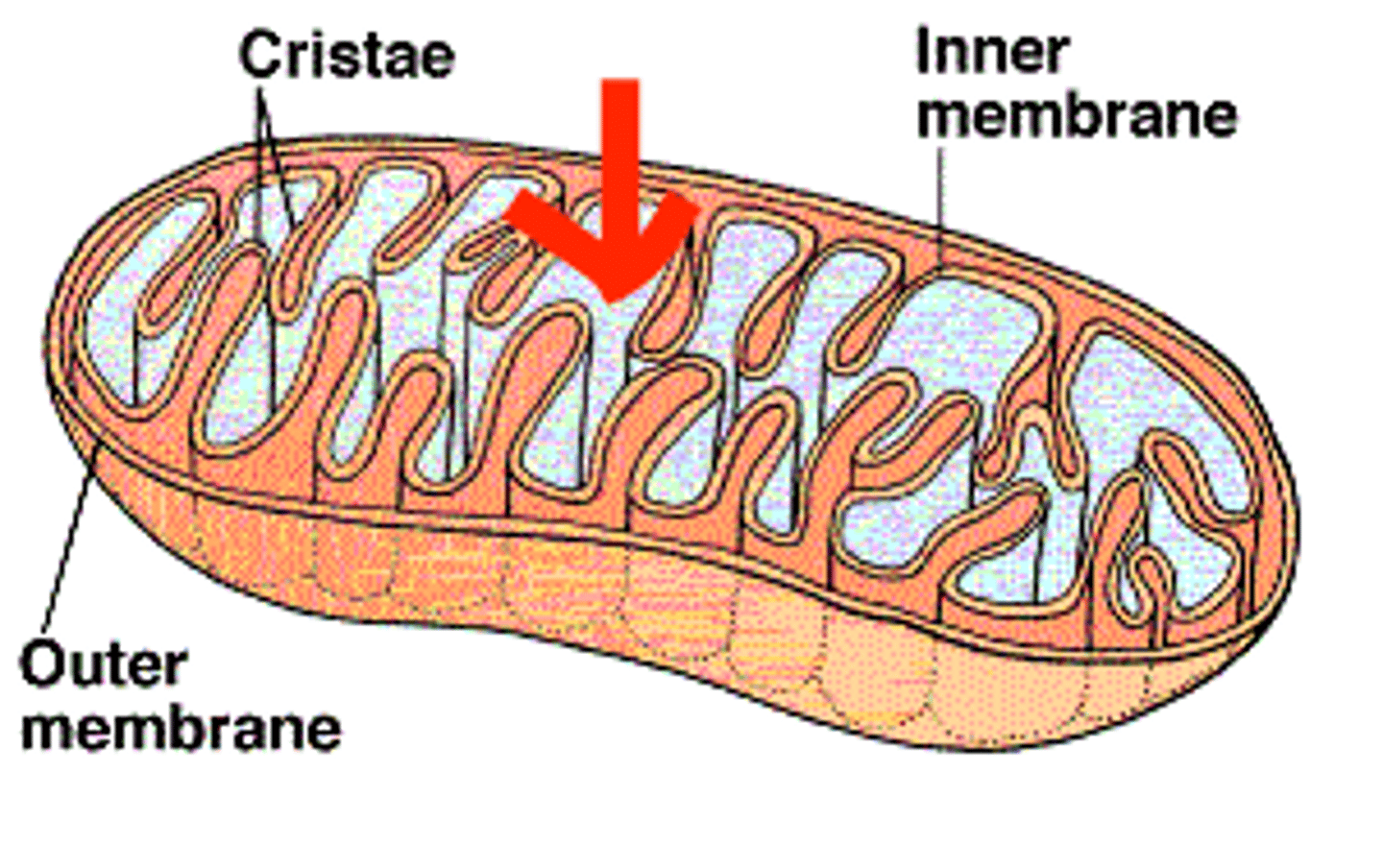 <p>The compartment of the mitochondrion enclosed by the inner membrane and containing enzymes and substrates for the Krebs cycle.</p>
