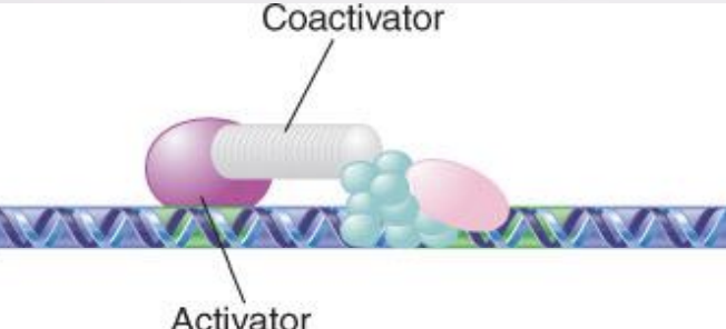 <ul><li><p>An activator that does not have an activating domain may work by binding a coactivator that has an activating domain</p></li><li><p>Several factors in the basal apparatus are targets with which activators or coactivators interact</p></li></ul>