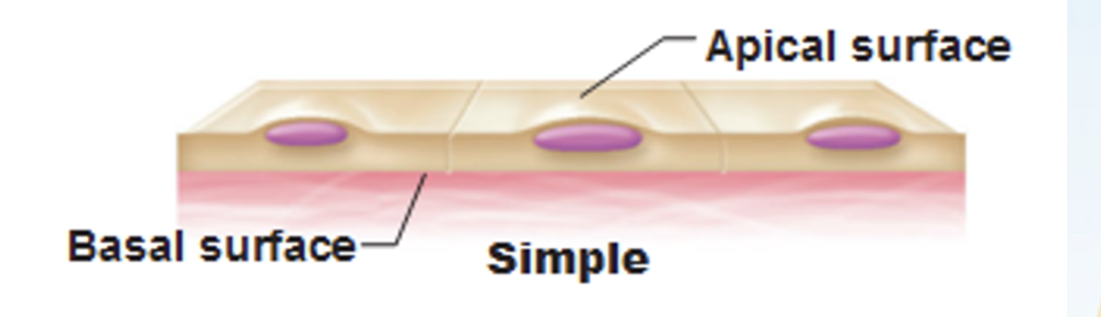 <p>Apical Surface</p>