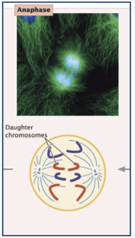 <p>Fourth stage of mitosis; when sister chromatids separate and move to opposite poles of the cell</p><ul><li><p>Centrosomes split (one goes to each cell)</p></li><li><p>Chromosomes pulled to poles</p></li><li><p>Sister chromatids go in opposite directions</p></li></ul><p></p>