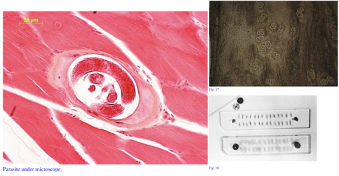 <p>Station 15:</p><p>You are enjoying a well deserved vacation in Europe and decide to visit one of yourcolleagues that is working as a vet with a pig farm. He is showing you some parasites that hehas found in the diaphragm muscles of one pig (Fig. 17) by compressor method (Fig. 18) (thesame parasite is on the microscope plate in a histological section (H&amp;E staining).</p>