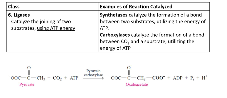 <p>catalyze the joining of two substrates, using ATP</p>