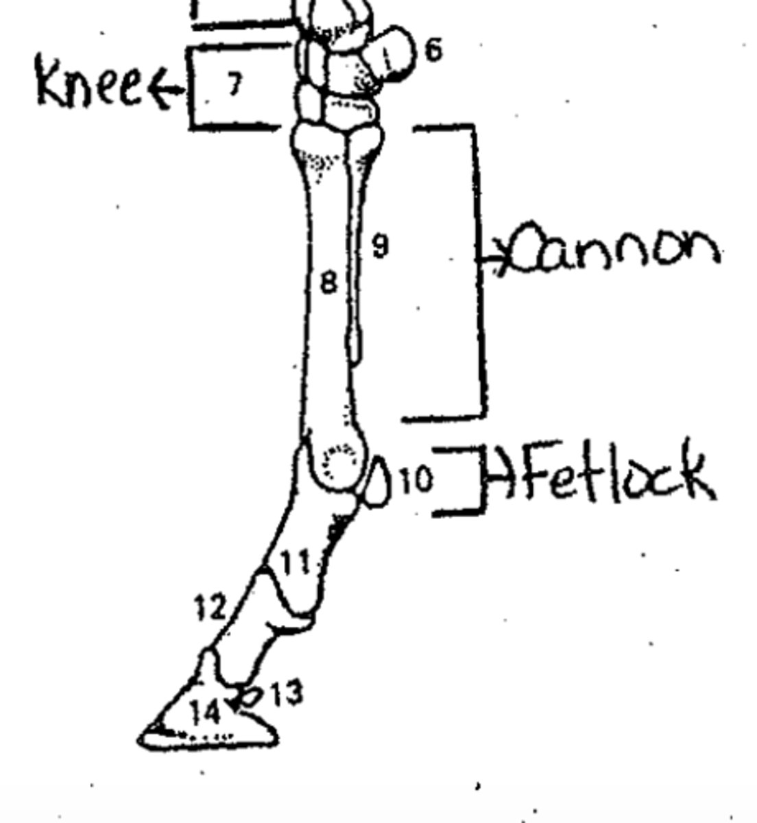 <p>Identify the names of structures 13 and 14</p>