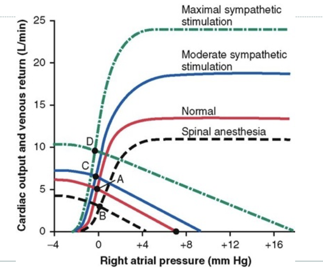 <p>Sympathetic stimulation increases cardiac output by increasing heart rate and contractility. It enhances the force of each heartbeat, thereby increasing stroke volume and overall blood flow to meet the body's demands. </p><p>Graph:</p><ul><li><p>when right atrial pressure is 0 and conditions are normal, CO is 5-6 L/min</p></li><li><p>When moderate sympapthetic stimulation is applied, CO increases</p></li><li><p>Same when maximal sympathetic stimulation is applied</p></li></ul><p></p>