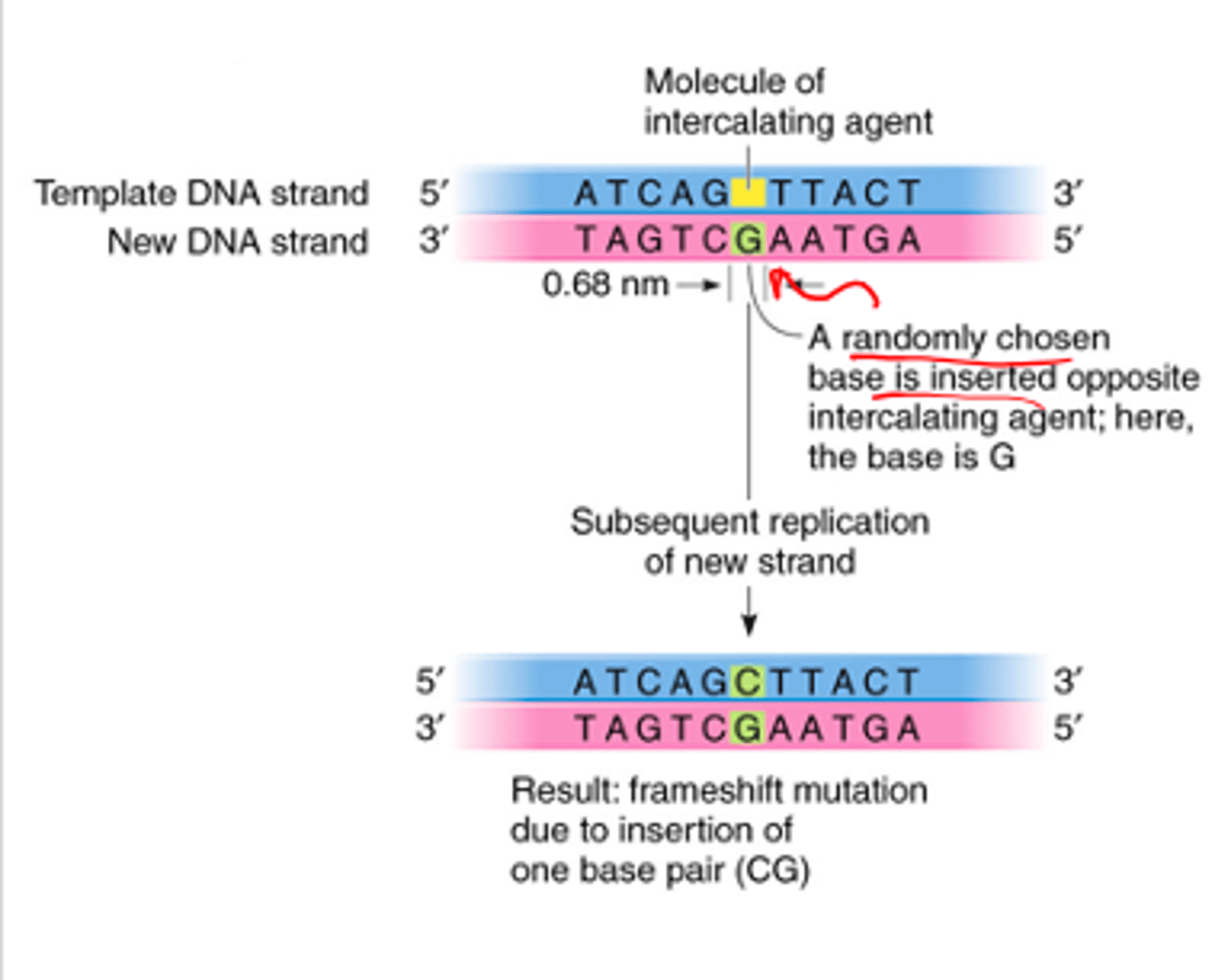 knowt flashcard image