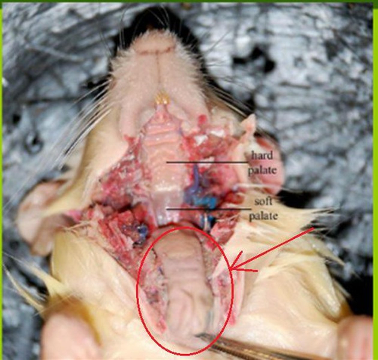 knowt flashcard image