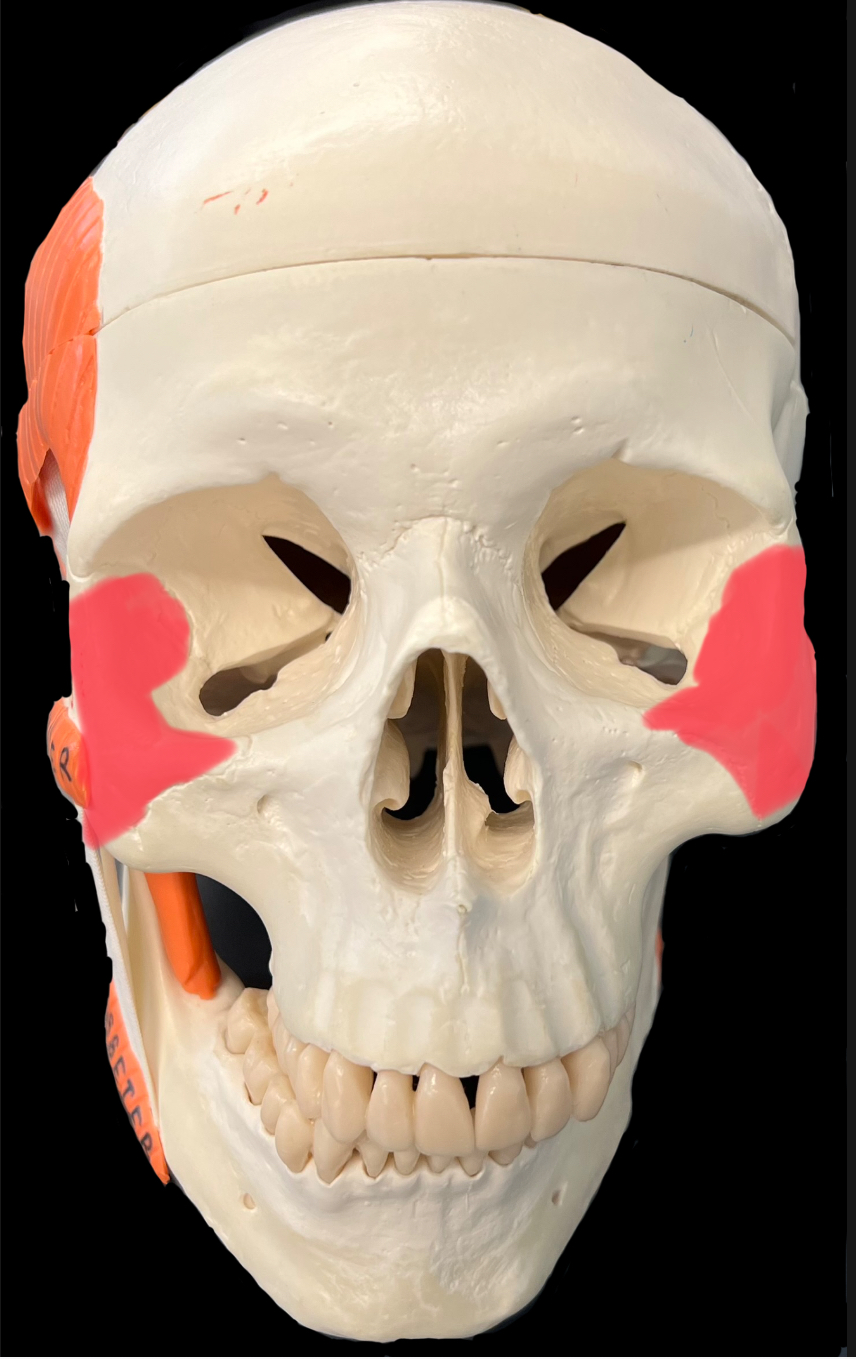 What is highlighted in red?