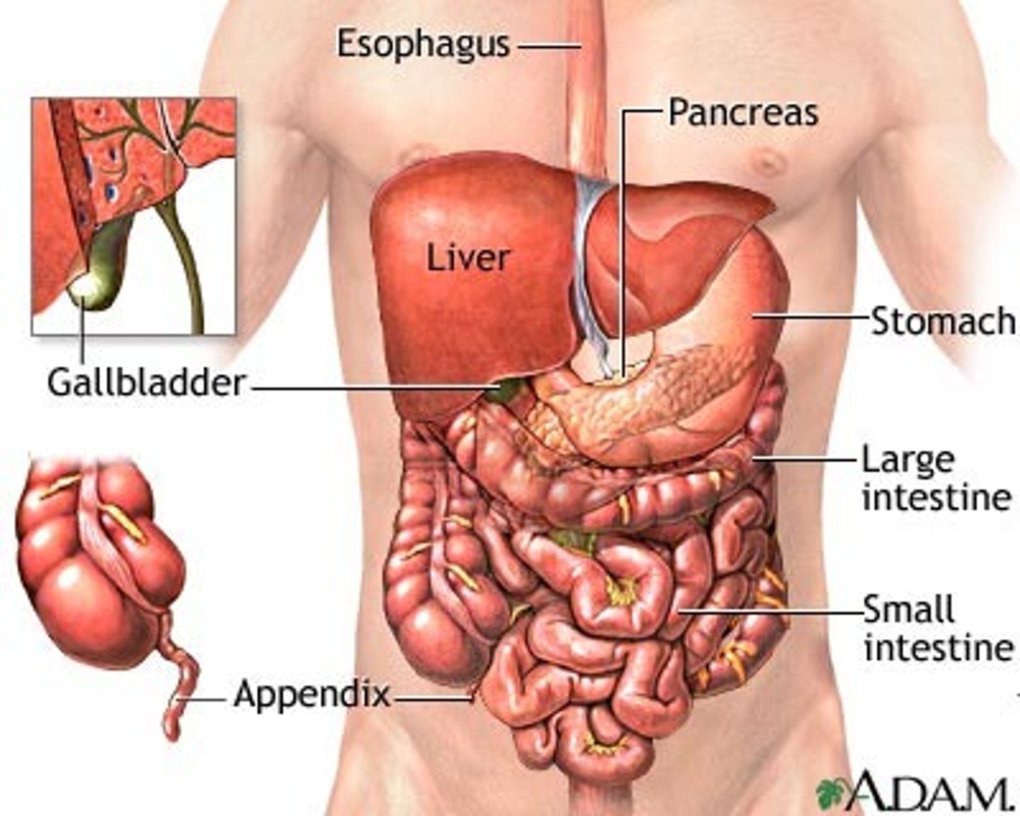 <p>abdomen</p><p>abdominal</p>