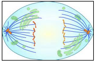 <ol><li><p>Sister chromatids separate and move along microtubules toward opposite sides of the cell</p><ol><li><p>sister hromatids turn into daughter chromatids</p></li><li><p>microtubules shorten when they connect to the kinetochore</p></li></ol></li></ol><p></p>