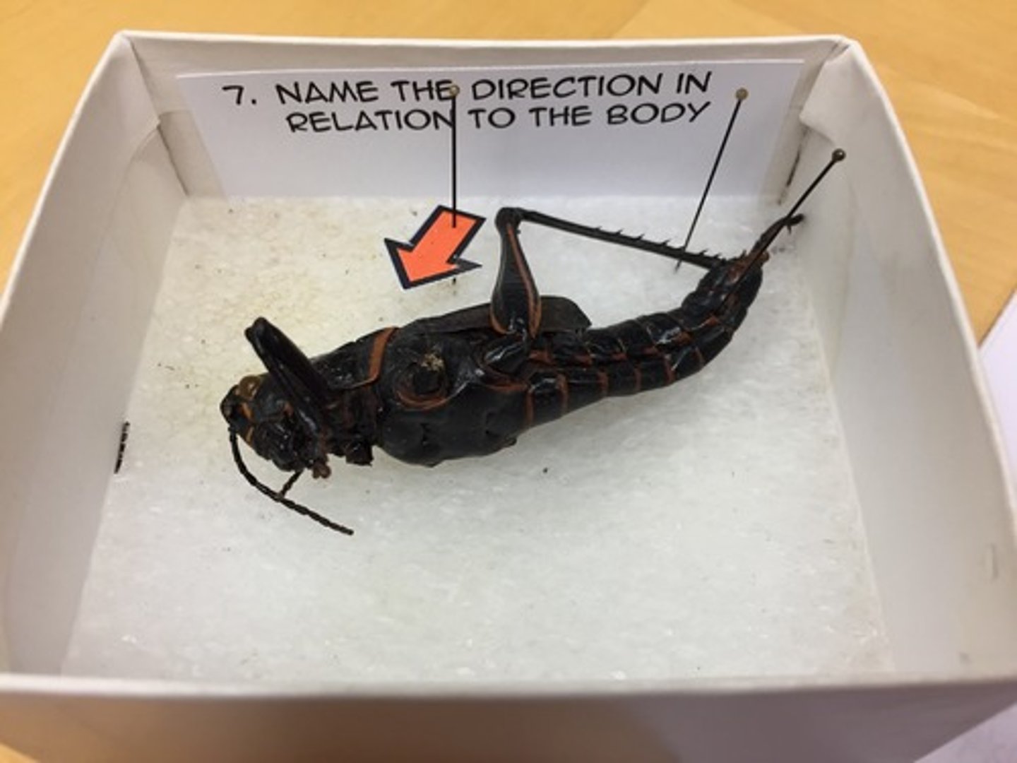 knowt flashcard image