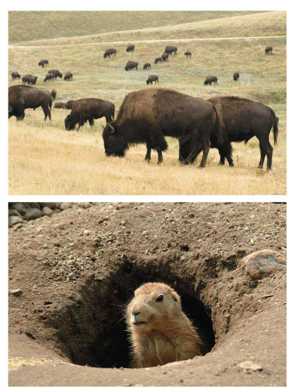 <ul><li><p>moderate temperature</p></li><li><p>low precipitation</p></li><li><p>often experience drought </p></li><li><p>low to moderate NPP</p></li><li><p>dominated by herbivores, insects, large grazers, burrowing animals</p></li></ul><p></p>