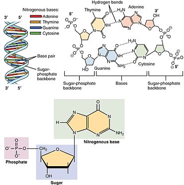 <p>bases that are foundation of gentic code w/ instructions on how to build n maintain human body from conception to old age. </p>