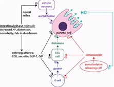 <p>chyme enters the duodenum, feedback mechanism that switches off acid secreation at this point by inhibiting gasterin release, the chyme entering the duodenum causes a drop in pH as the food is no longer nutralising the acid, this drop in pH then stimulates the D cells to secrete somatostatin which then stops gastric acid secreation, stomach distention decreases.&nbsp;</p>