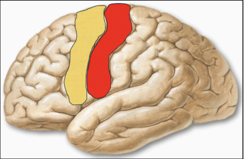 <p>MOTOR ASSOCIATION CORTEX - BA 6 (Yellow)</p>