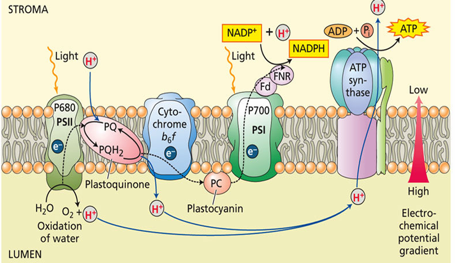 <p>PHOTOSYNTHESIS: Four Major Protein Complexes</p>