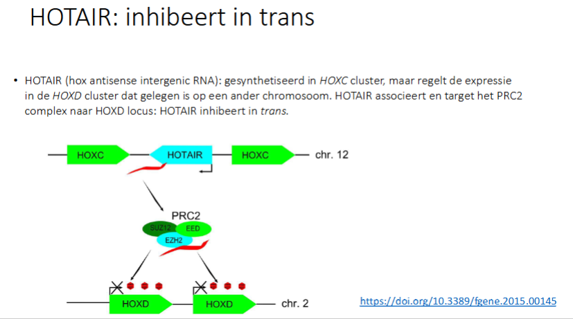 <p>het inhibeert in trans: ht inhibeert een gen op een ander chromosoom</p><p>het is gesynthetiseerd in de HOXC cluster, maar regelt de expressie in de HOXD cluster dat gelegen in op een ander chrosmosoom.</p><p>HOTAIR associeert en target het PRC2 naar HOXD locus</p>