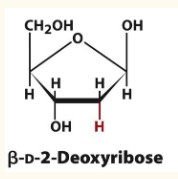 <p>Formation of Deoxy Sugar</p>