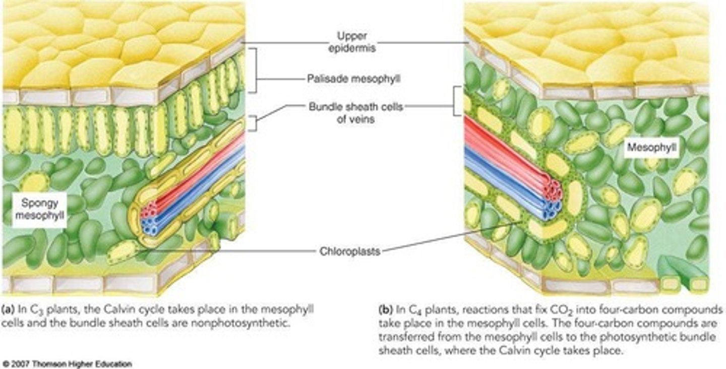 <p>They are types of plants that have adapted different mechanisms for carbon fixation to minimize water loss.</p>