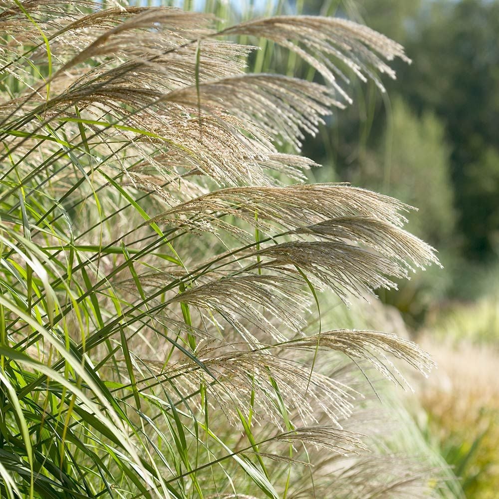 <p>monocot; Poaceae; eulalia/Chinese silver grass; prominent flowers</p>