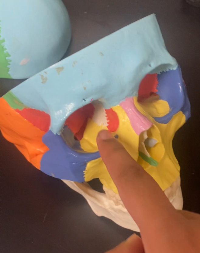 <ul><li><p>the white bone inside this eye in the picture</p></li><li><p>you can also see the white perpendicular plate of the ethmoid bone in the picture (as well as the vomer)</p></li><li><p>irregular bone</p></li></ul><p></p>