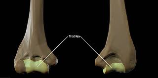 <p>Spool-shaped part on the medial distal humerus.</p><p></p>